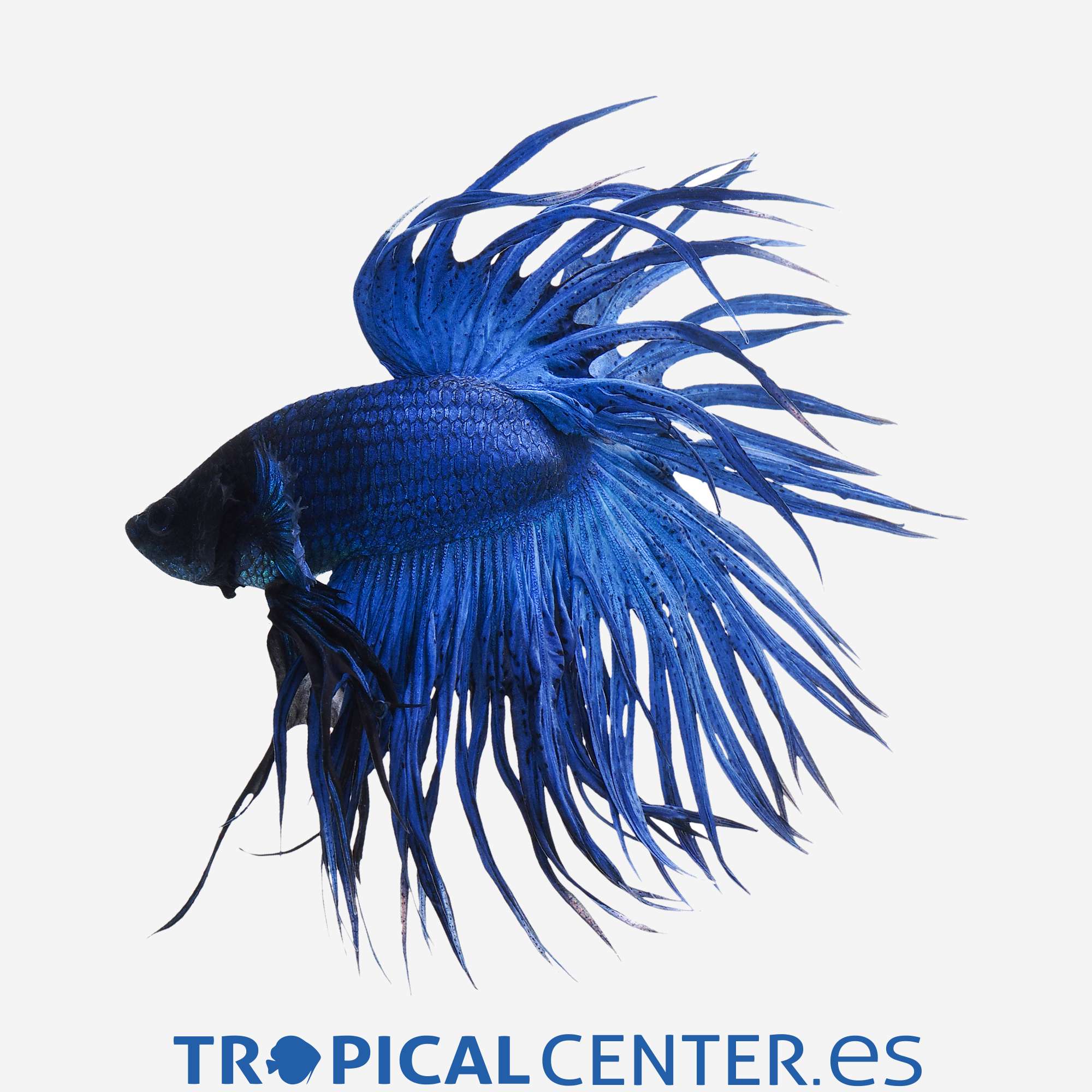 an238-0-betta-corona-azul-macho_general_3323.jpg an238-0-betta-corona-azul-macho_general_3323.jpg