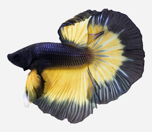 Betta Halfmoon Mustard (macho)