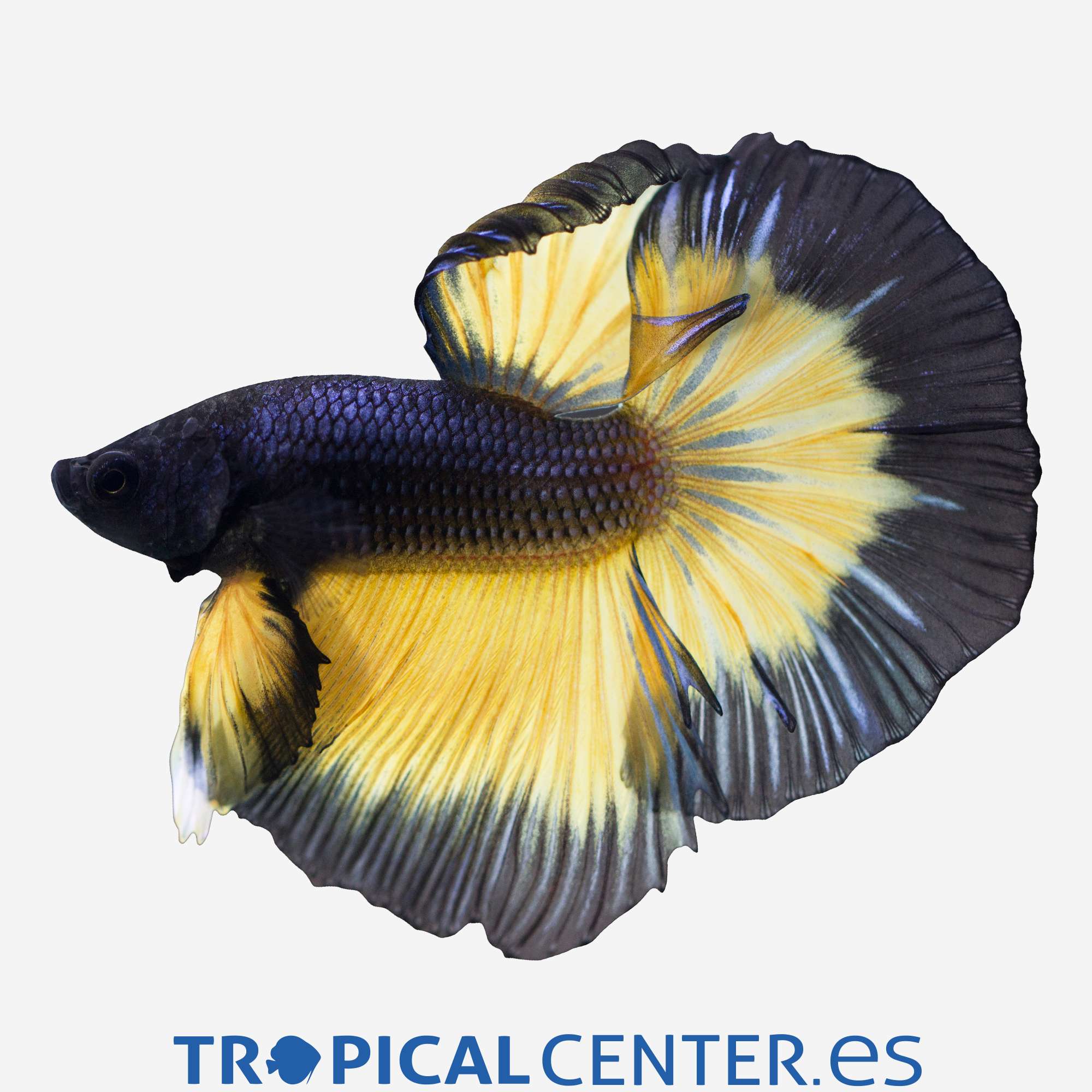 an268-0-betta-halfmoon-mustard-macho_general_3325.jpg