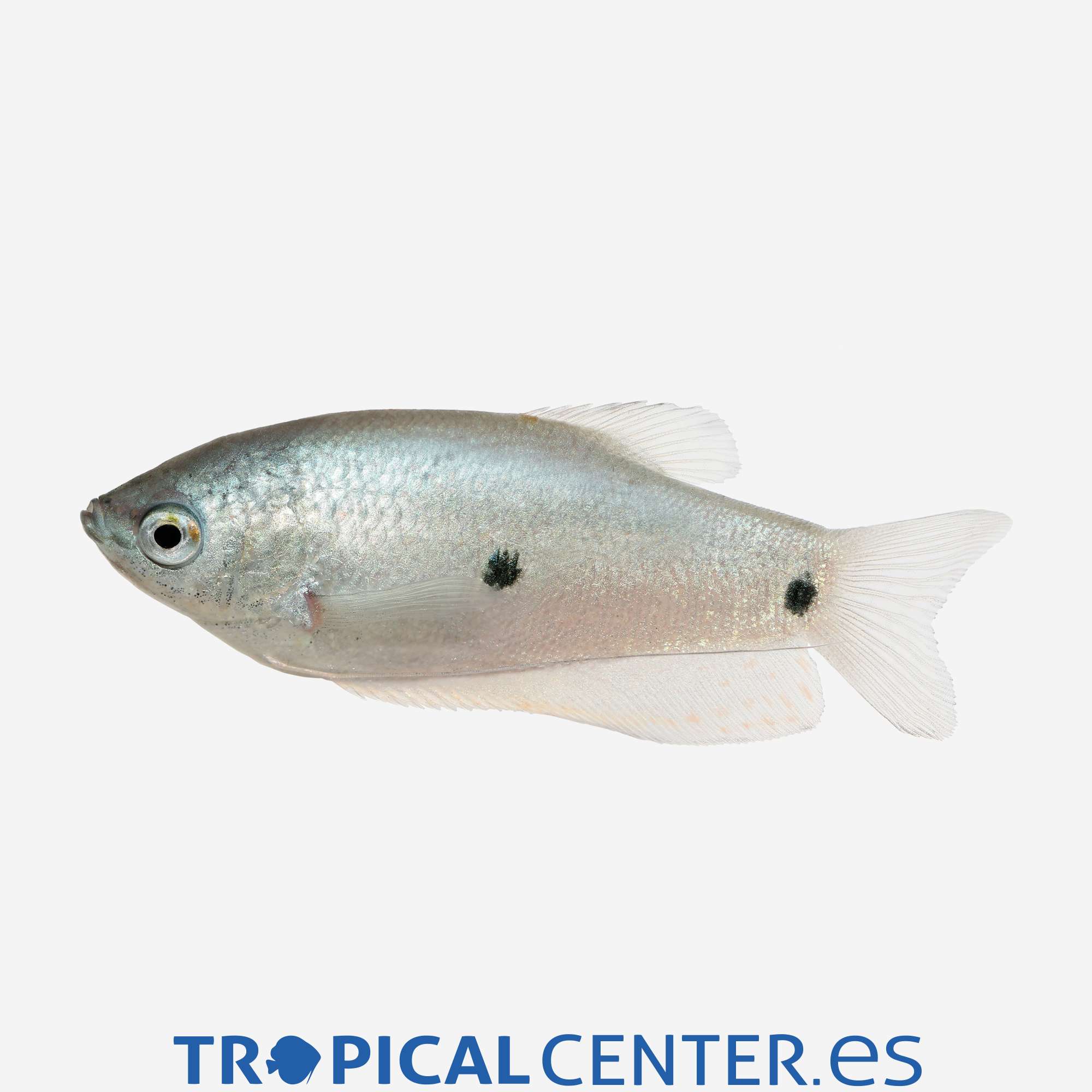 an344-3-gurami-azul-de-tres-puntos-hqf_general_4893.jpg an344-3-gurami-azul-de-tres-puntos-hqf_general_4893.jpg