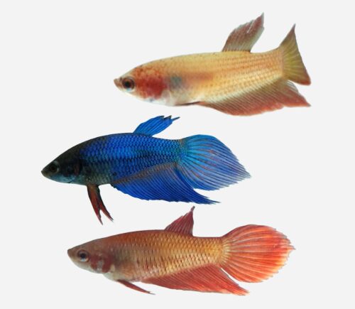 Betta común Surtido (hembra)