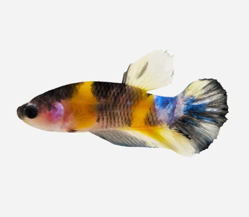 Betta Plakat halfmoon  Koi amarillo
