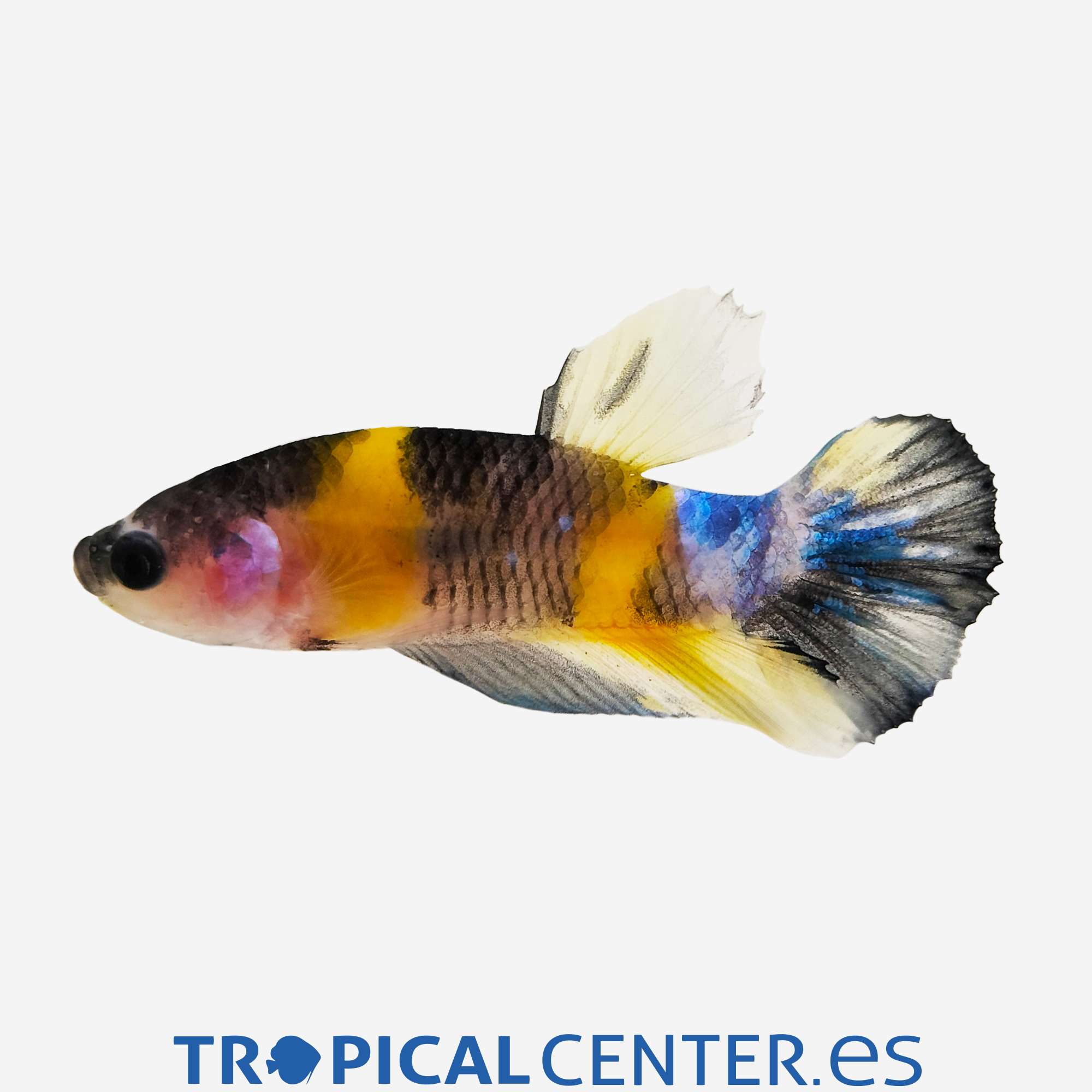 an418-0-betta-plakat-halfmoon-koi-amarillo_general_5626.jpg an418-0-betta-plakat-halfmoon-koi-amarillo_general_5626.jpg