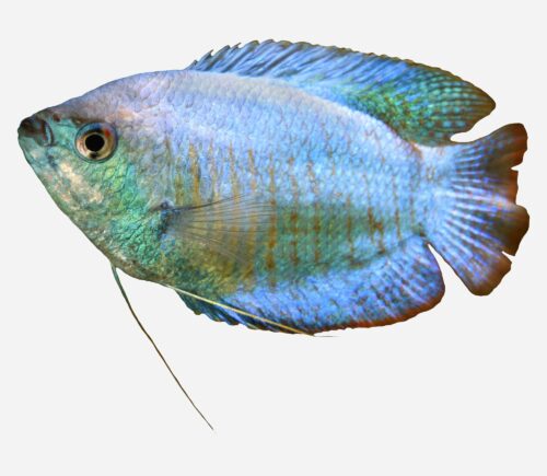 Colisa Cobalto (macho)