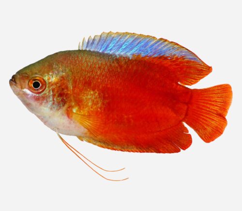 Colisa lalia Neón rojo (macho)