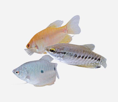 Gurami Surtido 💎HQF💎