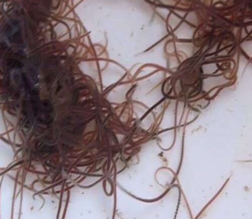 Bolsa gusano negro de California