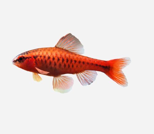 Barbo cereza  💎HQF💎