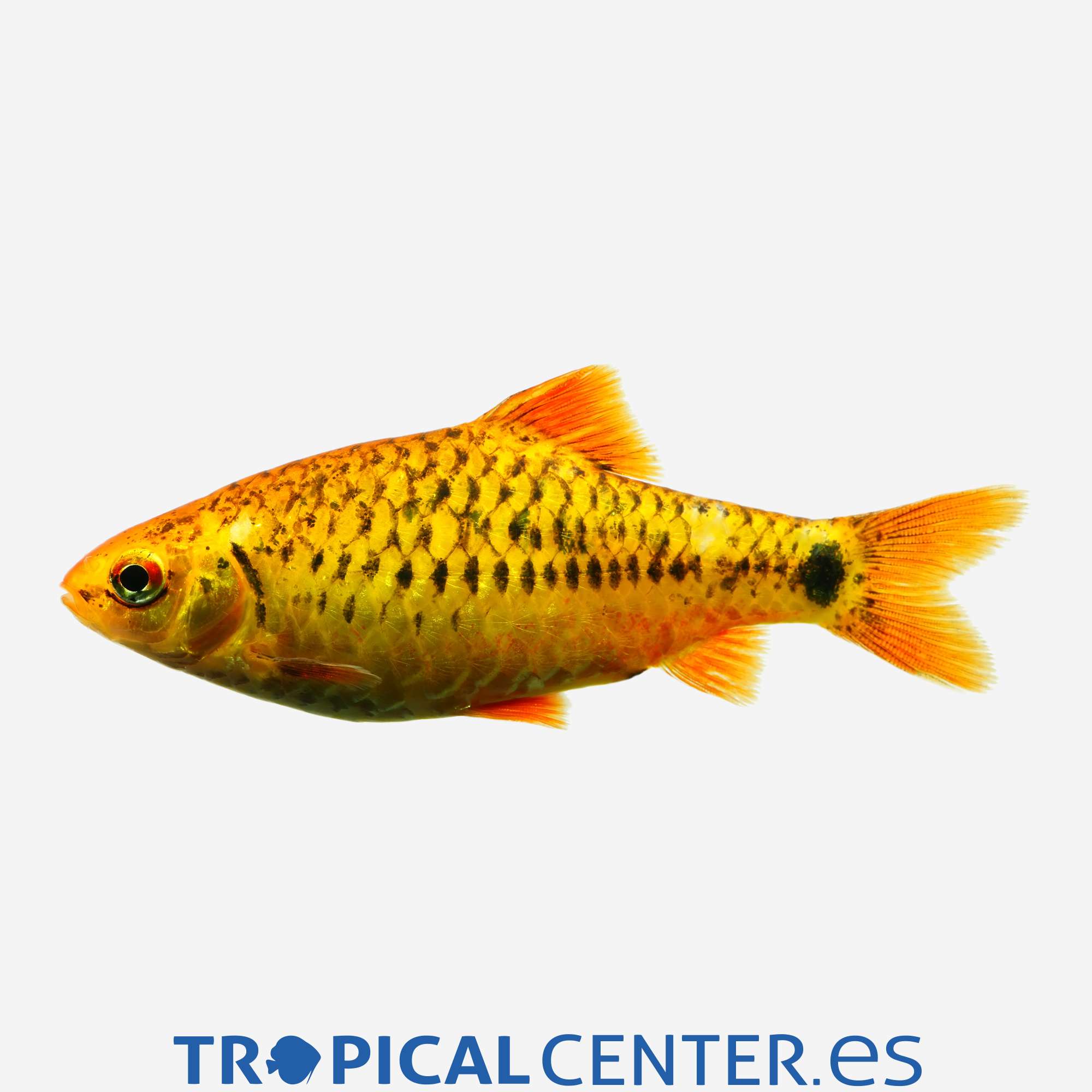 ba22-6-barbo-oro_general_4354.jpg ba22-6-barbo-oro_general_4354.jpg