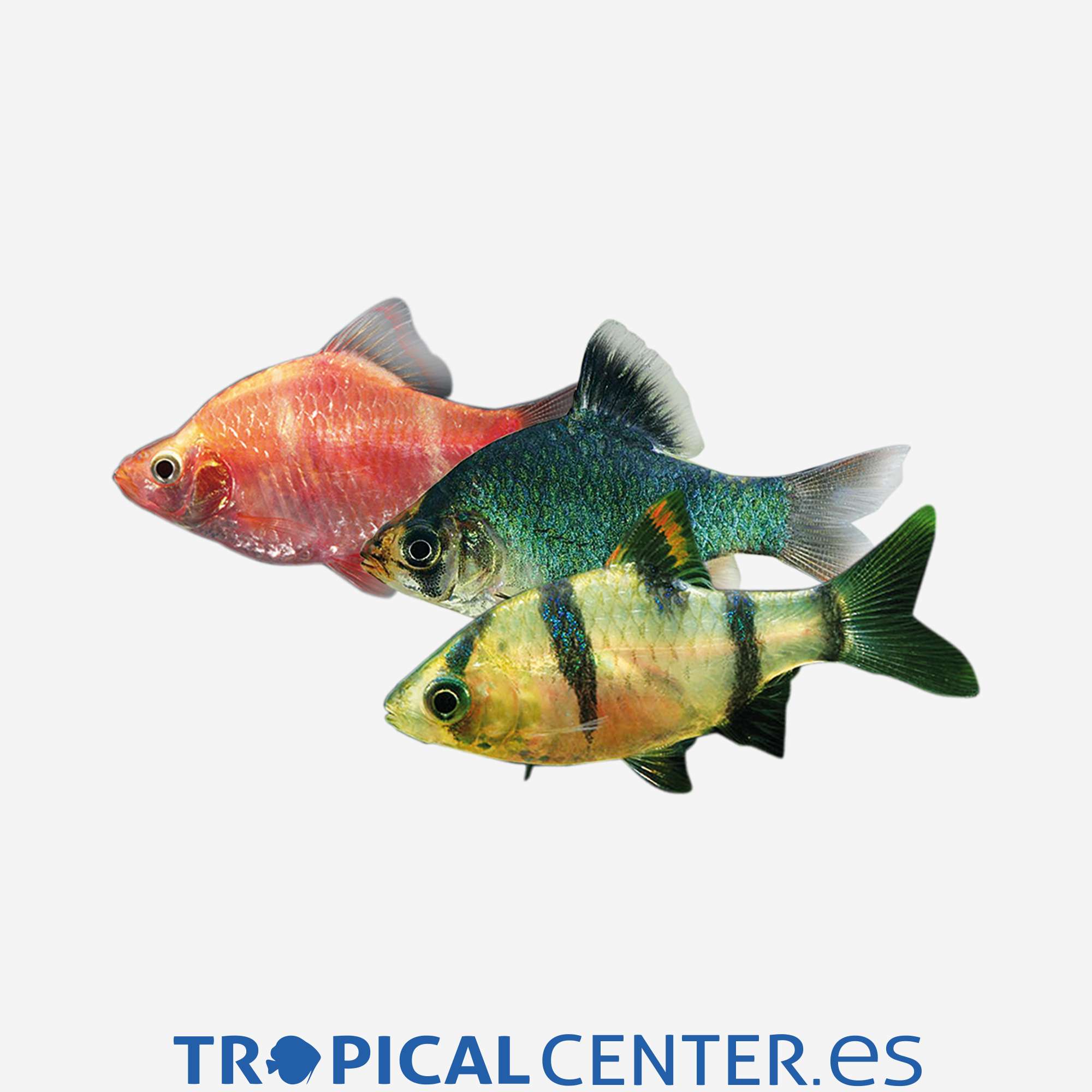 ba43-1-barbo-tetrazona-surtido_general_4113.jpg ba43-1-barbo-tetrazona-surtido_general_4113.jpg