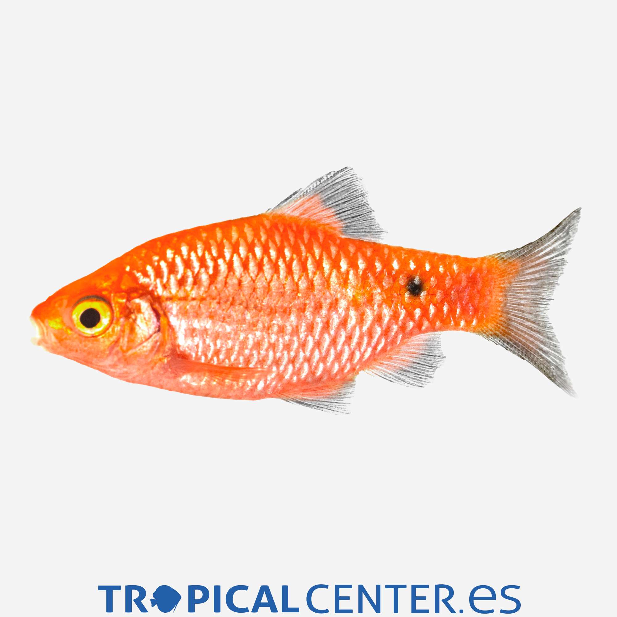 ba63-3-barbo-rosado-cola-negra-hqf_general_5267.jpg ba63-3-barbo-rosado-cola-negra-hqf_general_5267.jpg