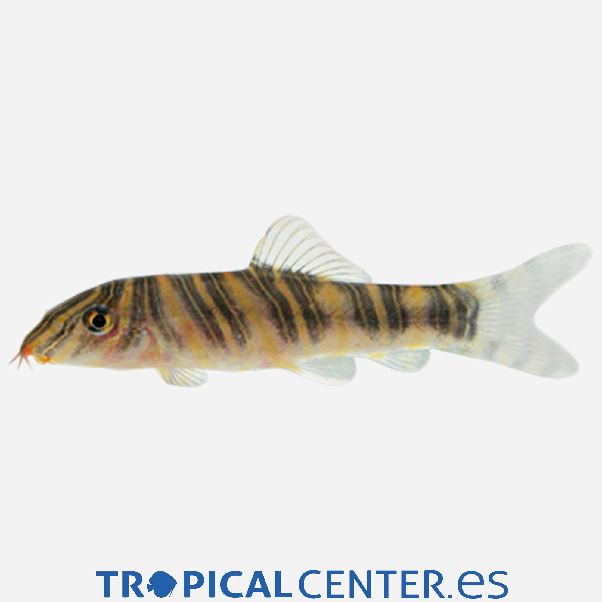 bo11-1-botia-estriada_general_3362.jpg bo11-1-botia-estriada_general_3362.jpg