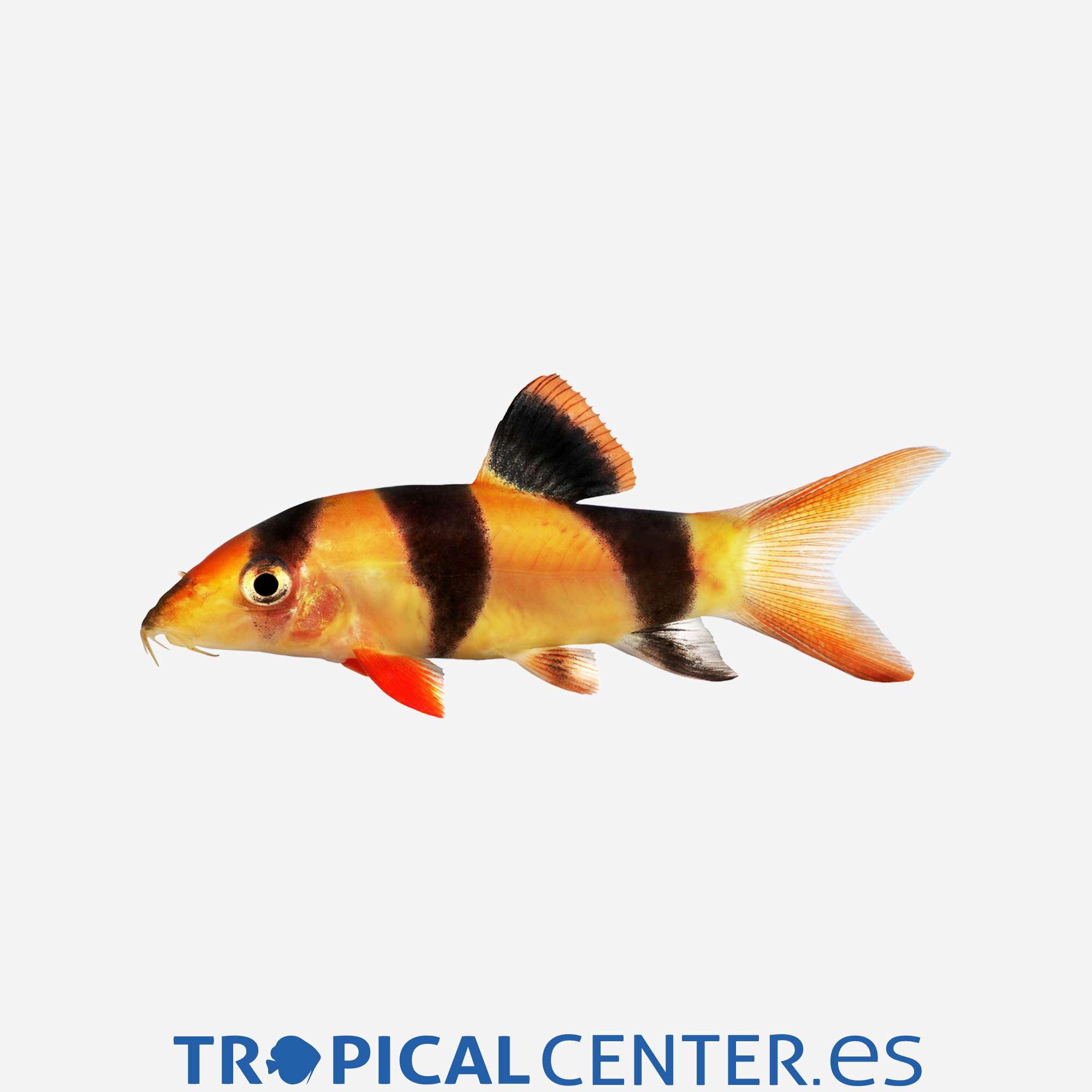 bo22-06-botia-payaso_general_3365.jpg bo22-06-botia-payaso_general_3365.jpg