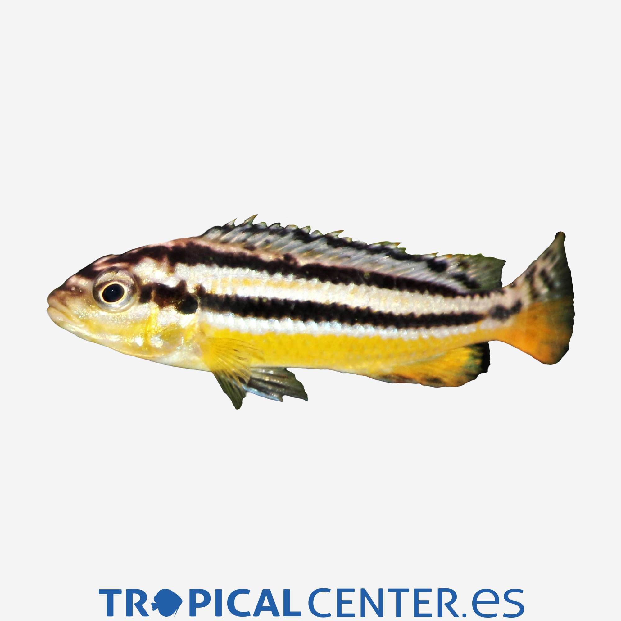 ca75-02-mbuna-dorado_general_3406.jpg ca75-02-mbuna-dorado_general_3406.jpg