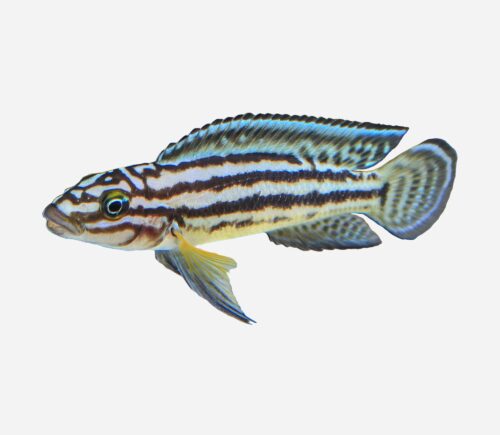 Juli marlieri 💎HQF💎