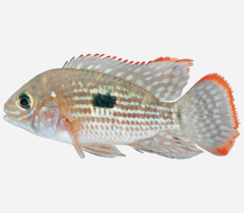 Cíclido terror verde