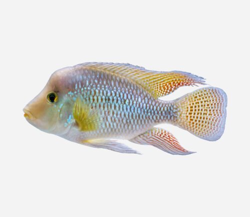 Cíclido perla 💎HQF💎