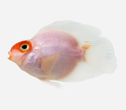 Cíclido loro Boina roja