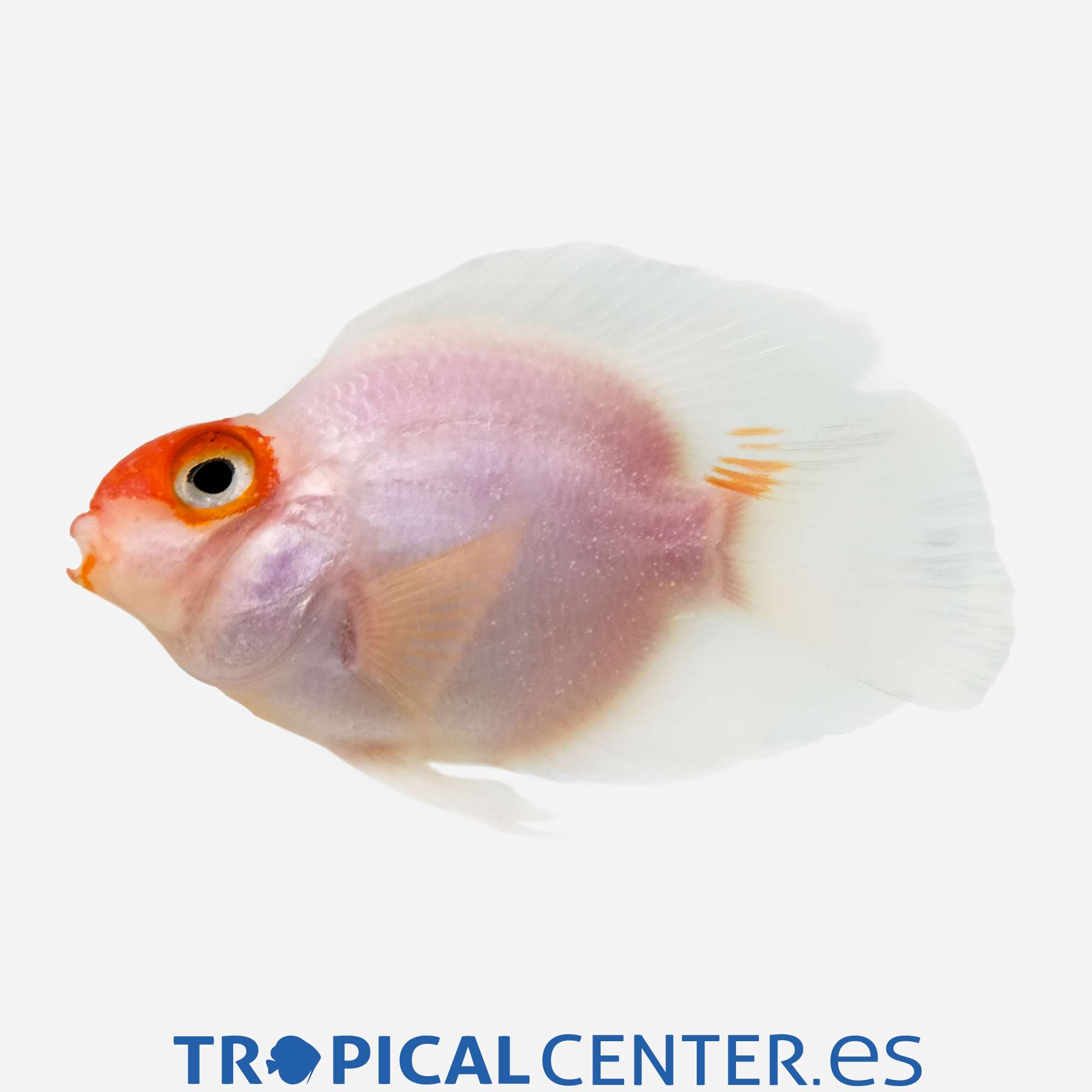 cm153-3-ciclido-loro-boina-roja_general_5464.jpg