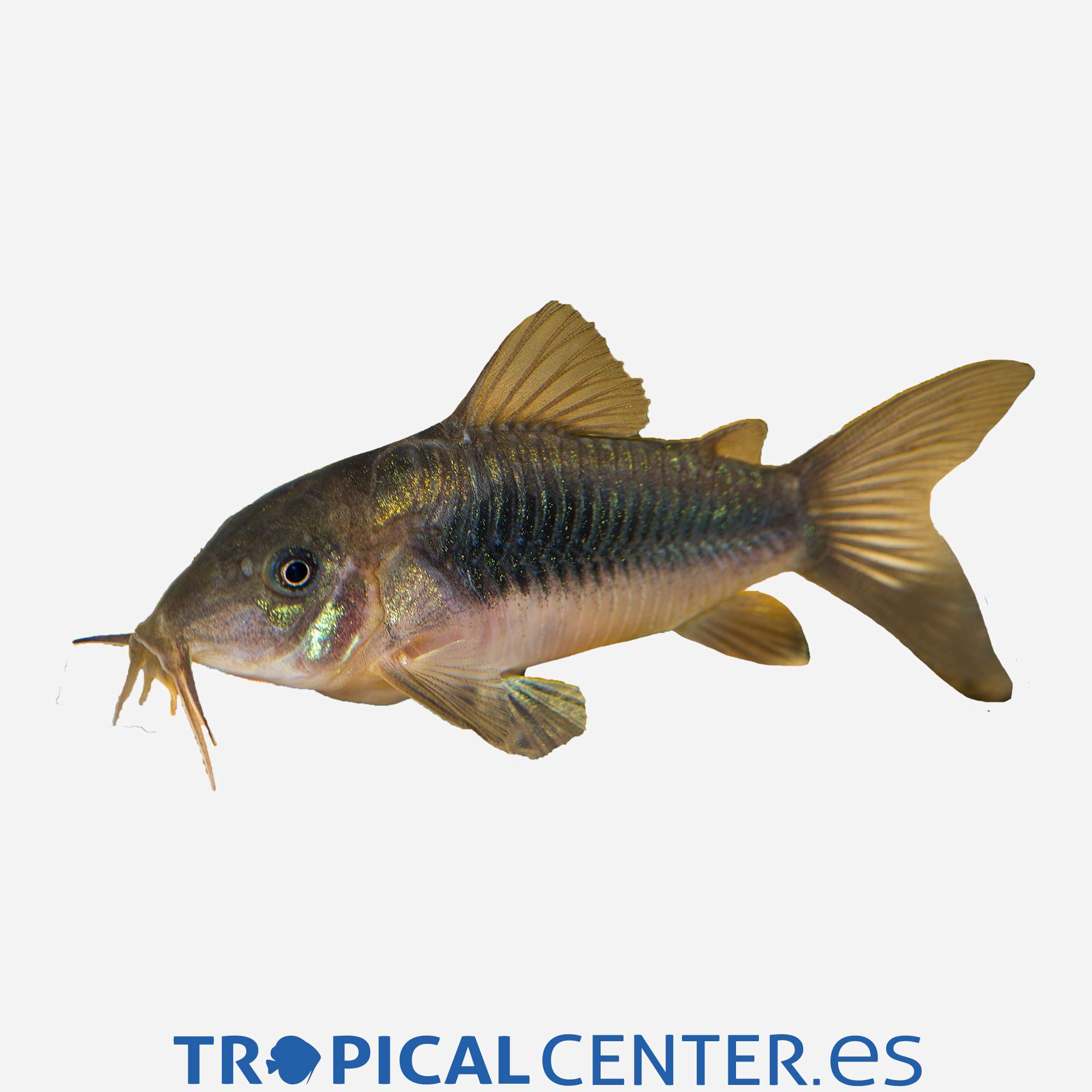 co07-4-coridora-bronce_general_4121.jpg co07-4-coridora-bronce_general_4121.jpg