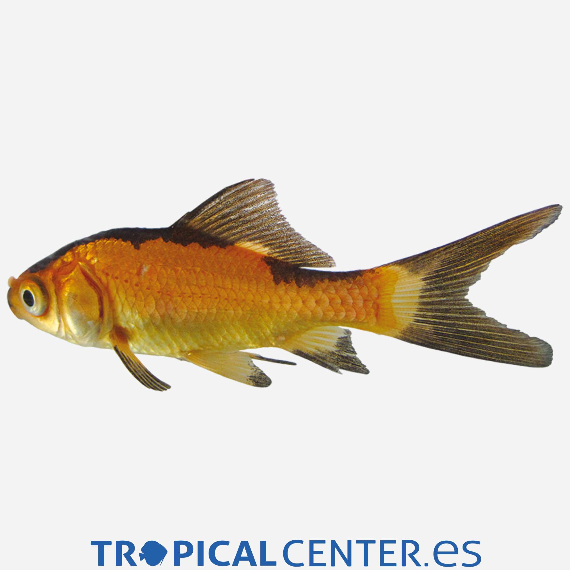 cr04-1-cometa-rojo-y-negro_general_3524.jpg cr04-1-cometa-rojo-y-negro_general_3524.jpg