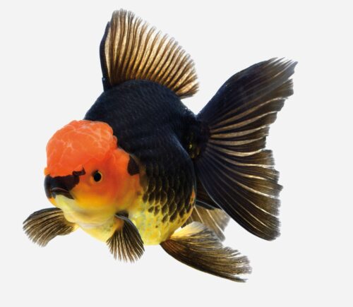 Oranda Tricolor 💎HQF💎