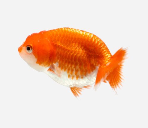Ranchu Rojo surtido