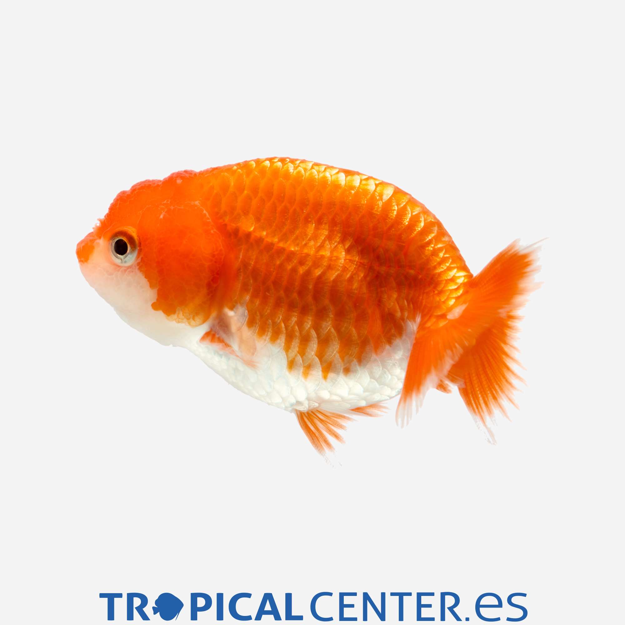 cs037-0-ranchu-rojo-surtido_general_3540.jpg cs037-0-ranchu-rojo-surtido_general_3540.jpg