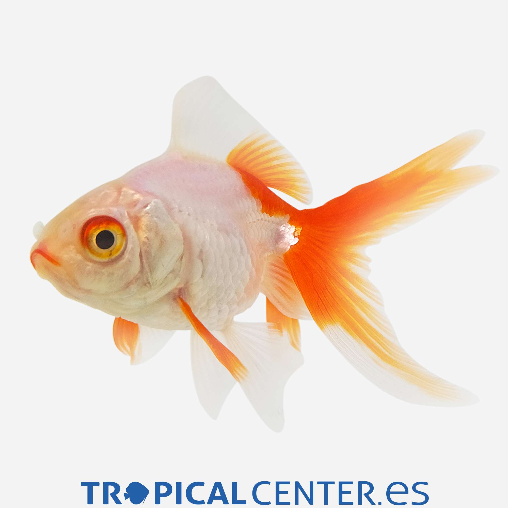 cs043-2-ryukin-rojo-y-blanco_general_5421.jpg cs043-2-ryukin-rojo-y-blanco_general_5421.jpg