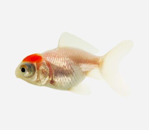 Telescópico Boina roja