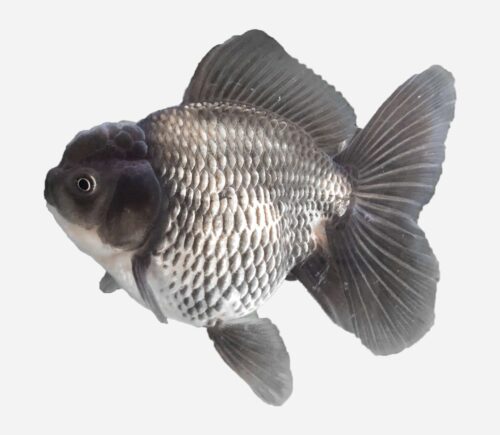 Oranda Azul 💎HQF💎