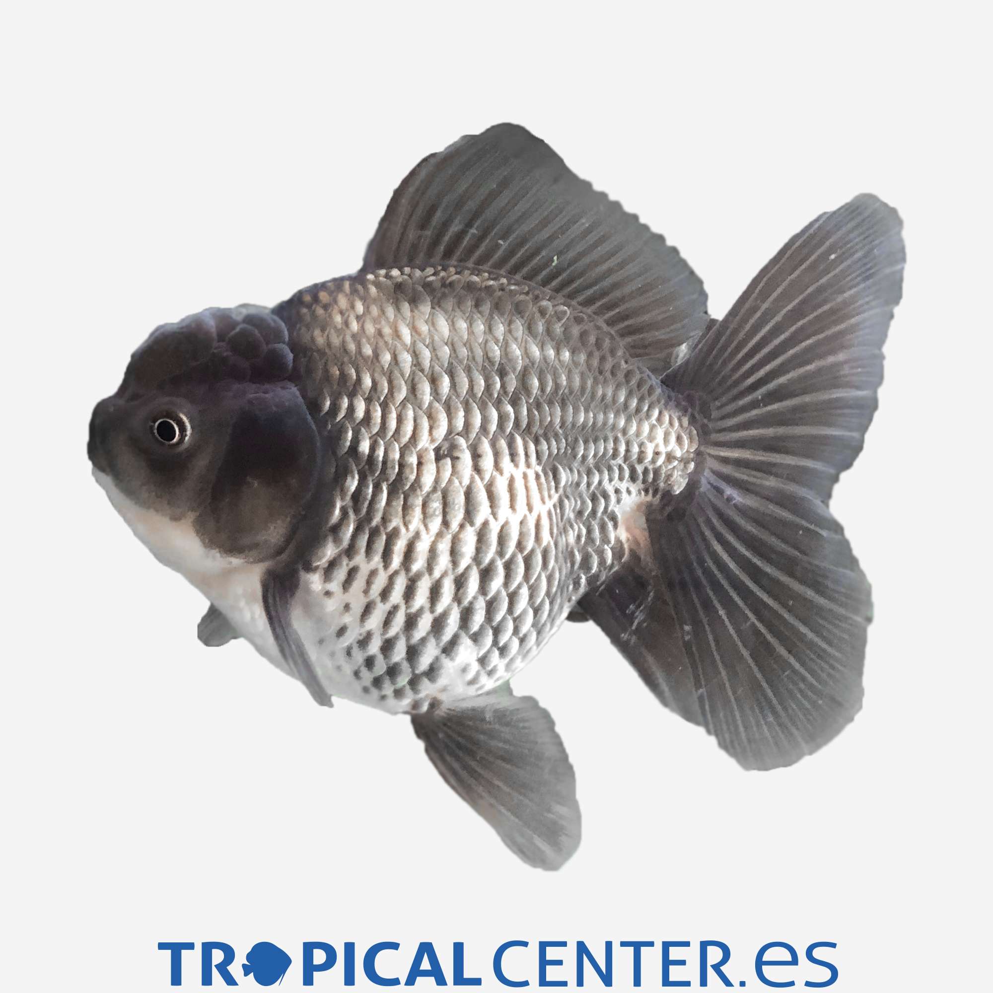 cs24-3-oranda-azul-hqf_general_3537.jpg cs24-3-oranda-azul-hqf_general_3537.jpg