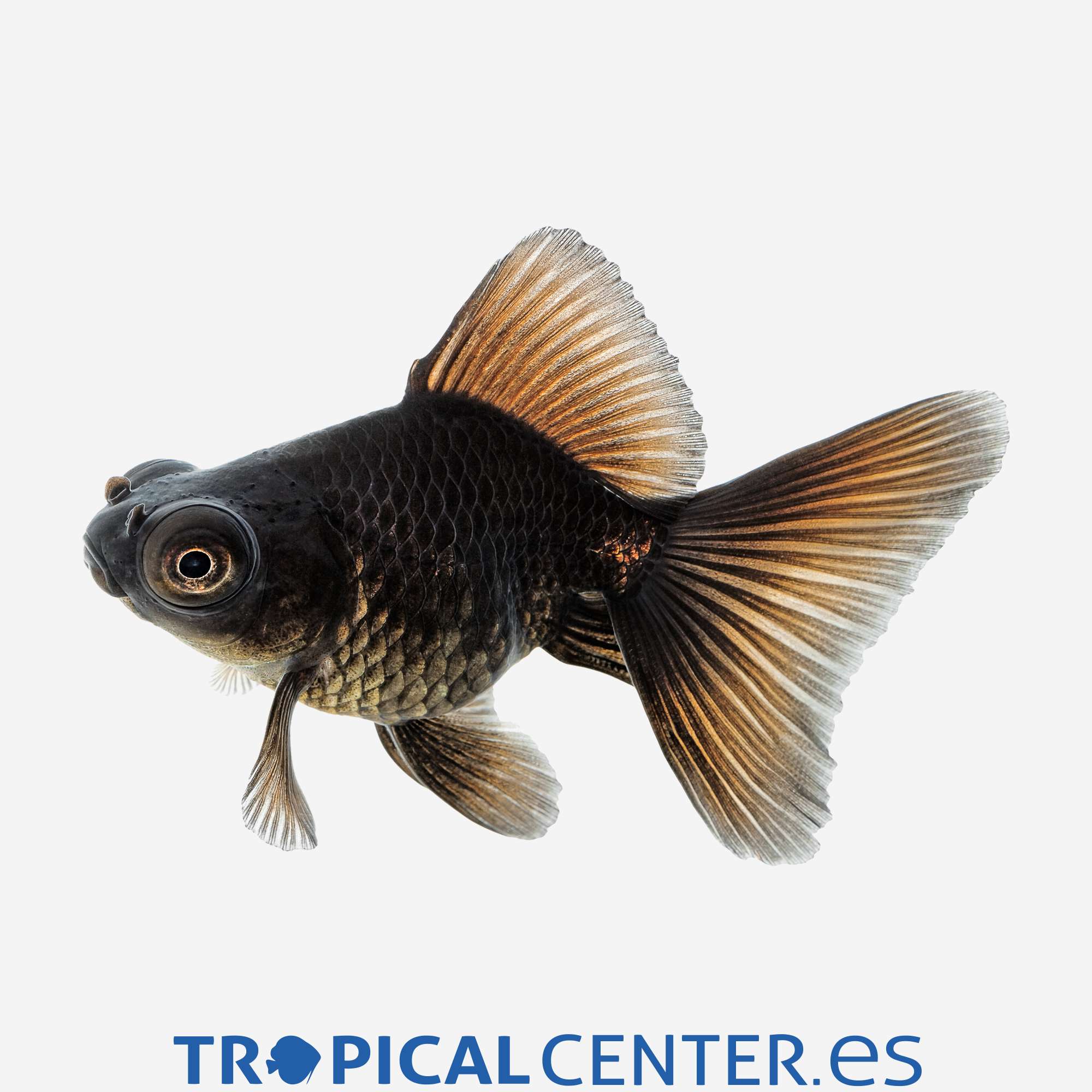 cs47-07-telescopico-negro-hqf_general_4135.jpg cs47-07-telescopico-negro-hqf_general_4135.jpg