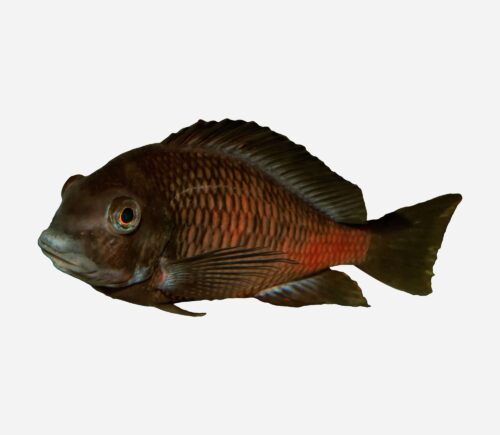 Moori Bemba Banda roja