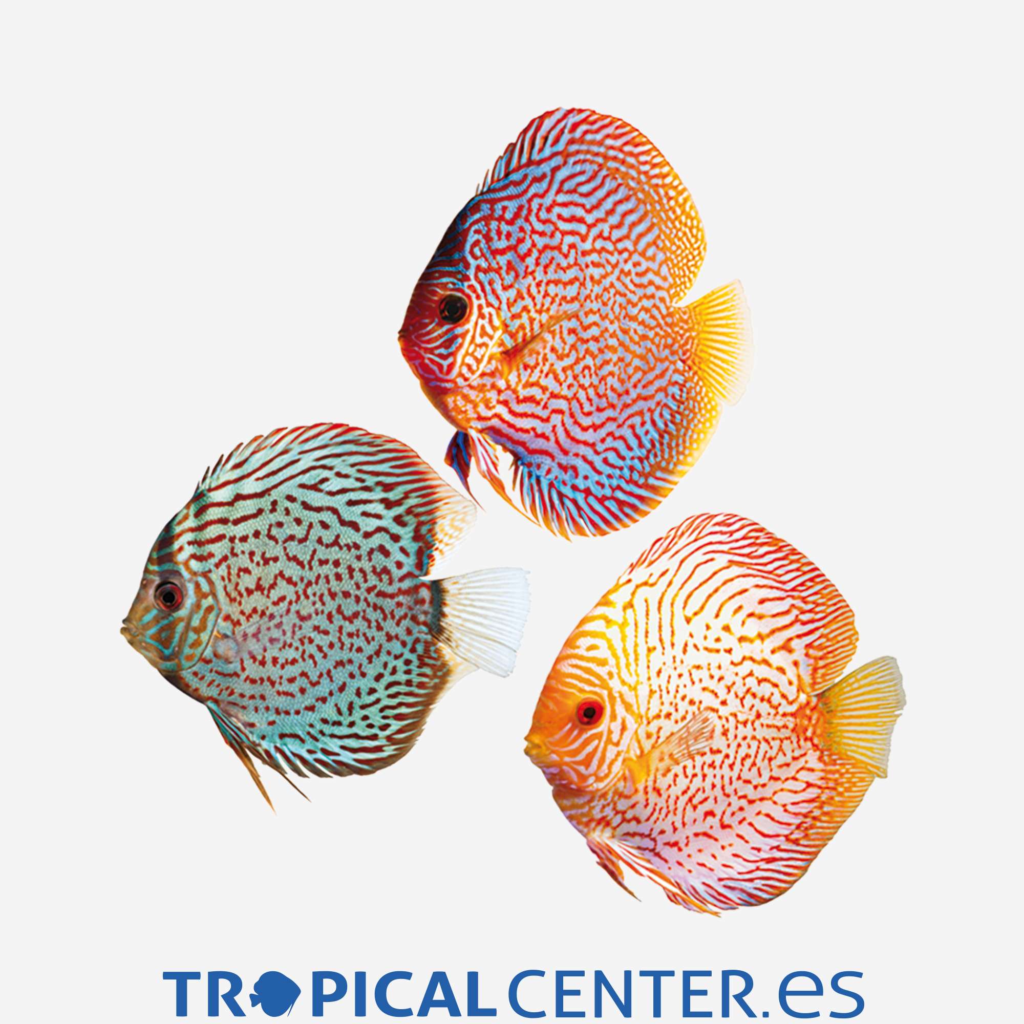 di126-2-disco-surtido-hqf_general_4140.jpg di126-2-disco-surtido-hqf_general_4140.jpg