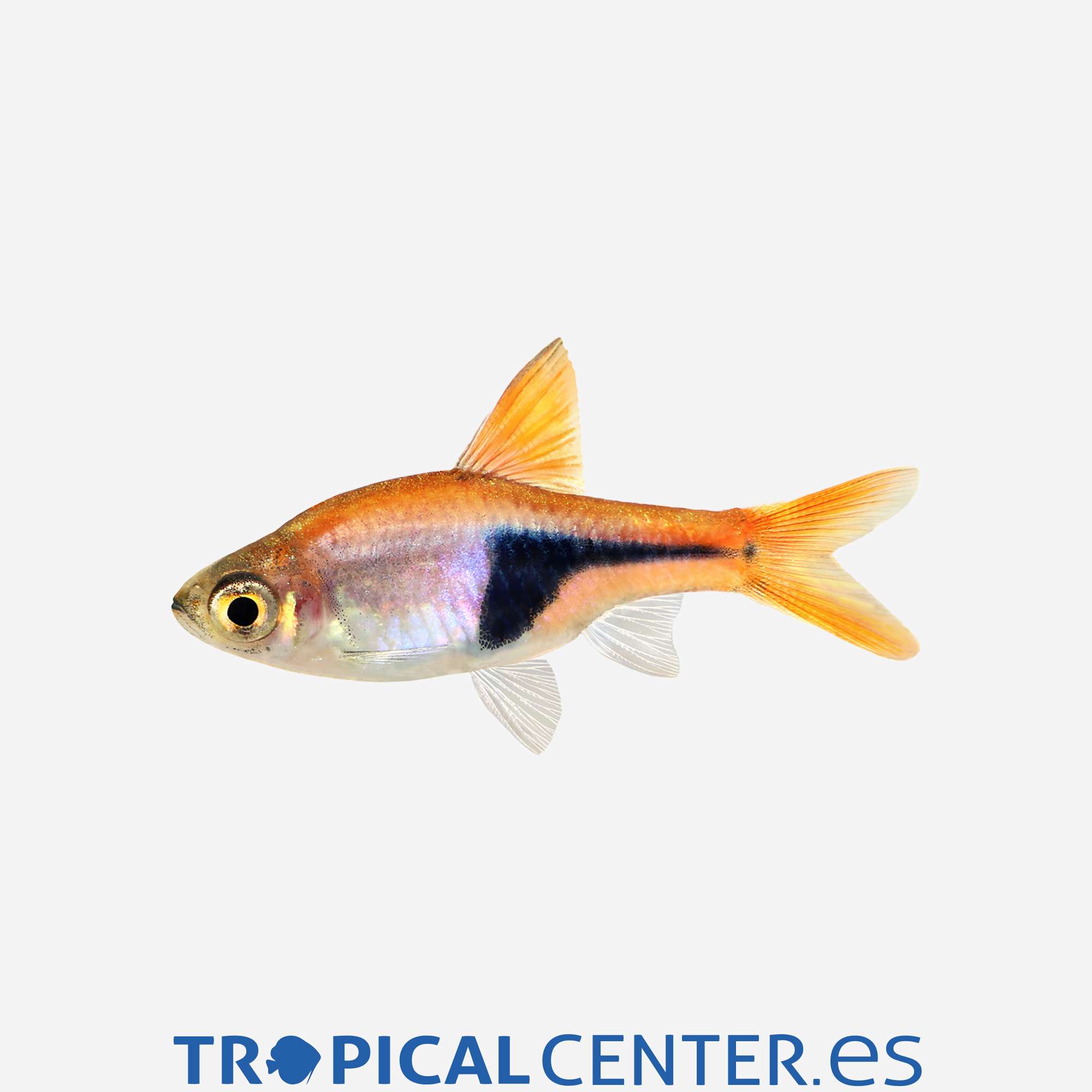 dr01-5-arlequin-hqf_general_3596.jpg dr01-5-arlequin-hqf_general_3596.jpg