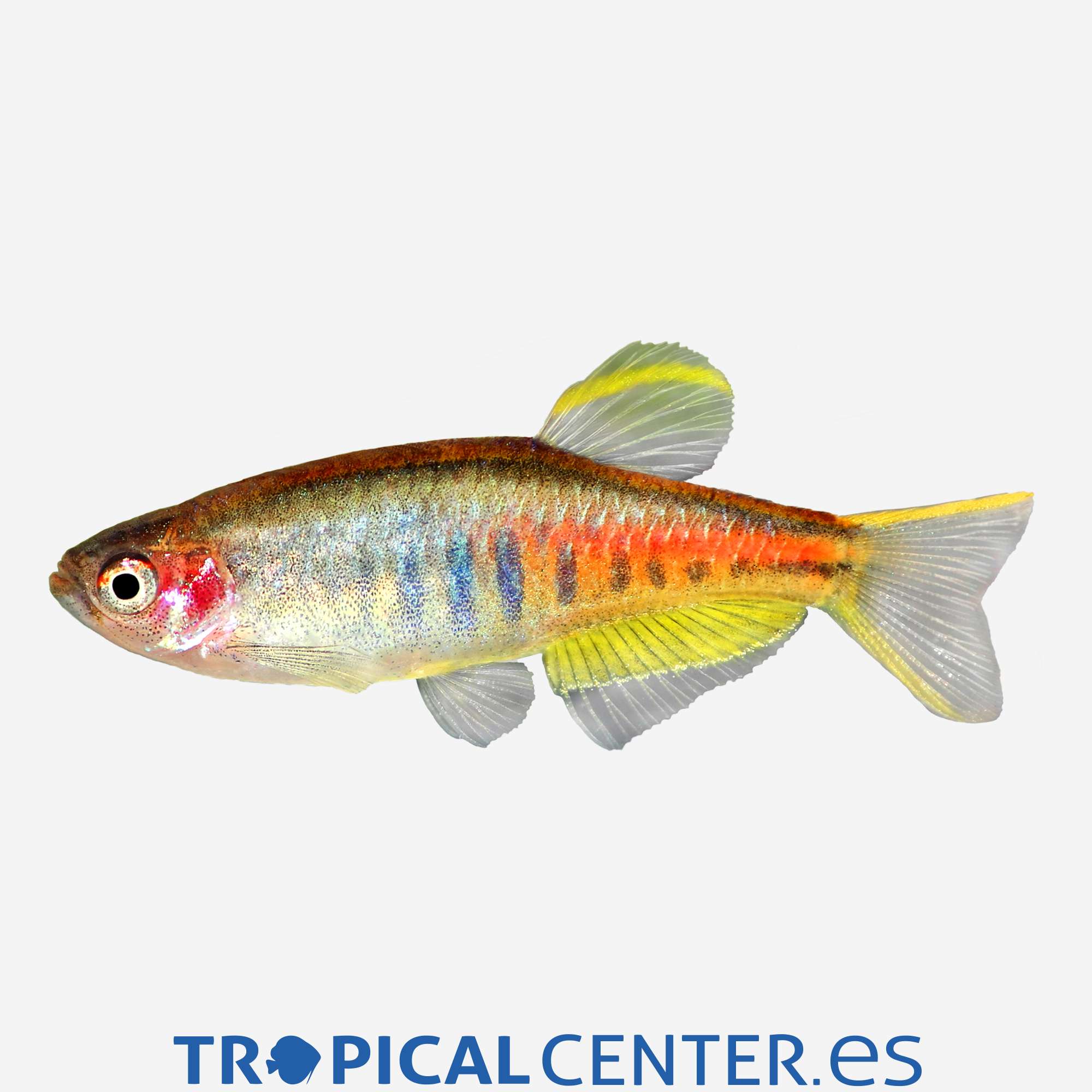 dr08-2-danio-brillante_general_3588.jpg dr08-2-danio-brillante_general_3588.jpg