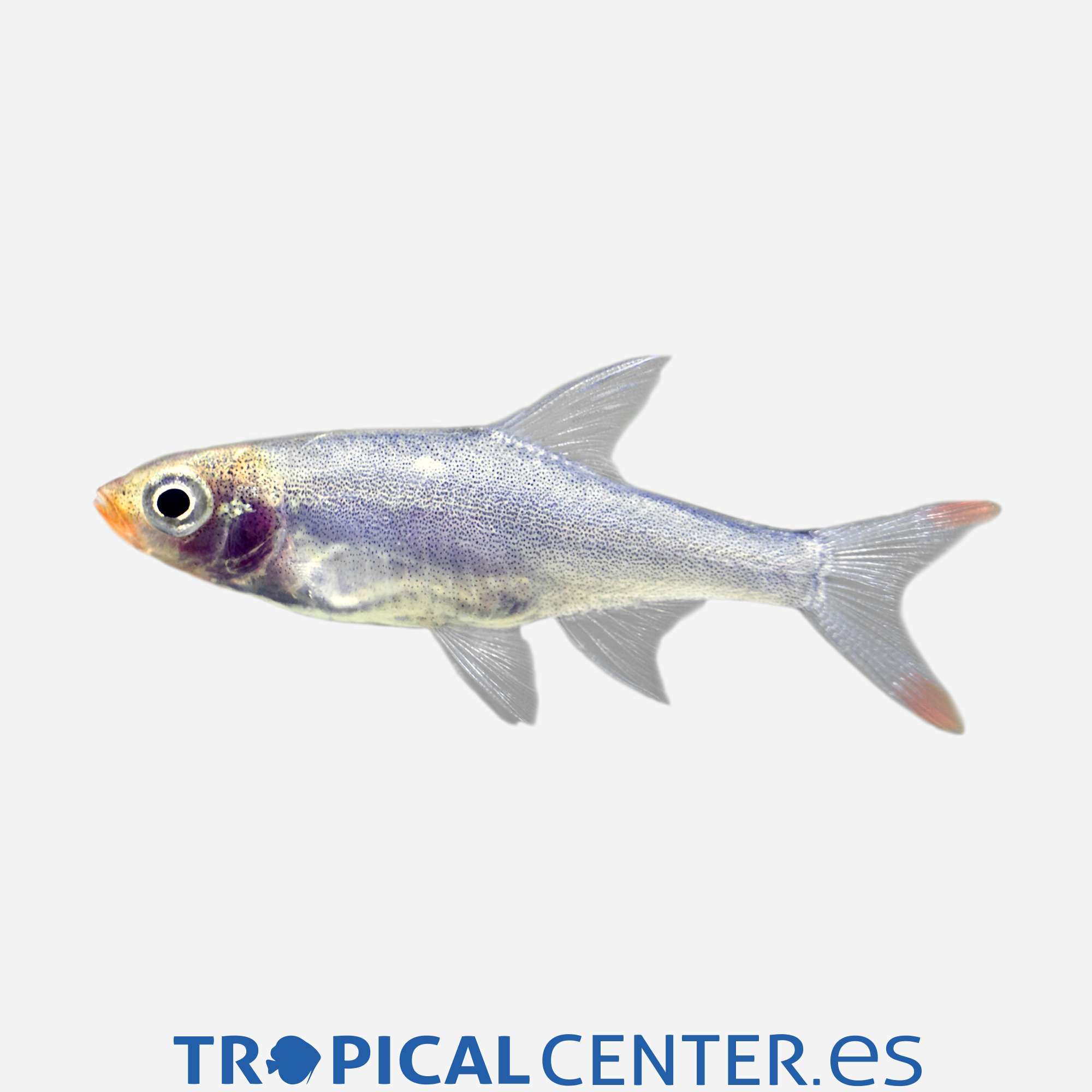 dr49-2-rasbora-borracho_general_4334.jpg dr49-2-rasbora-borracho_general_4334.jpg