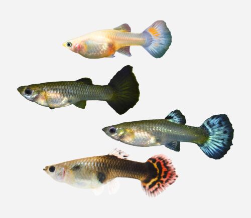 Guppy  Surtida 💎HQF💎 (hembra)