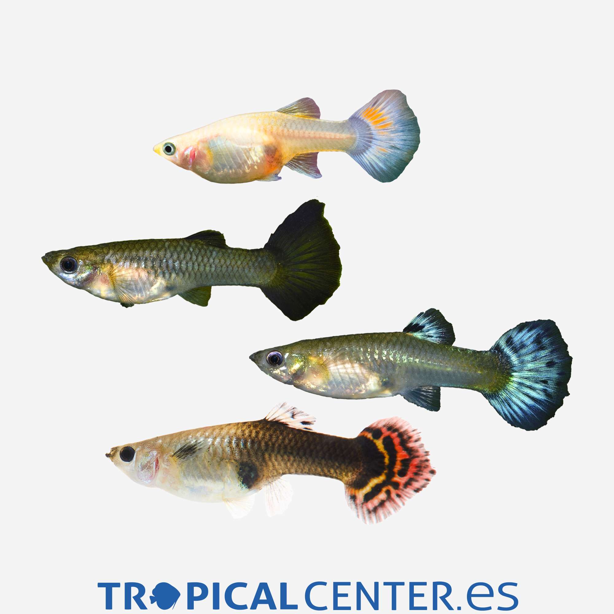 gu04-10-guppy-surtida-hqf-hembra_general_3641.jpg