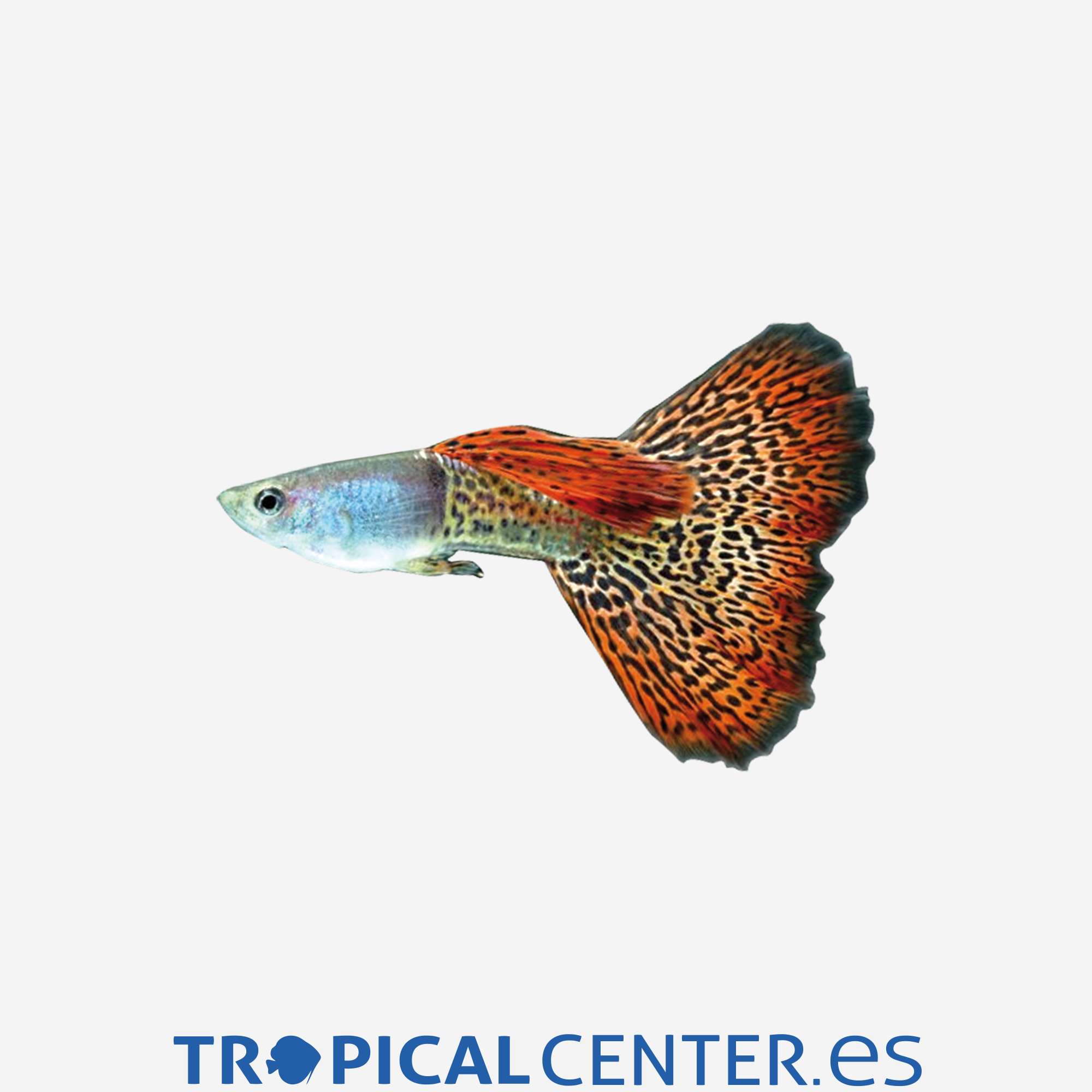 gu161-1-guppy-cola-leopardo-hqf-macho_general_4578.jpg gu161-1-guppy-cola-leopardo-hqf-macho_general_4578.jpg