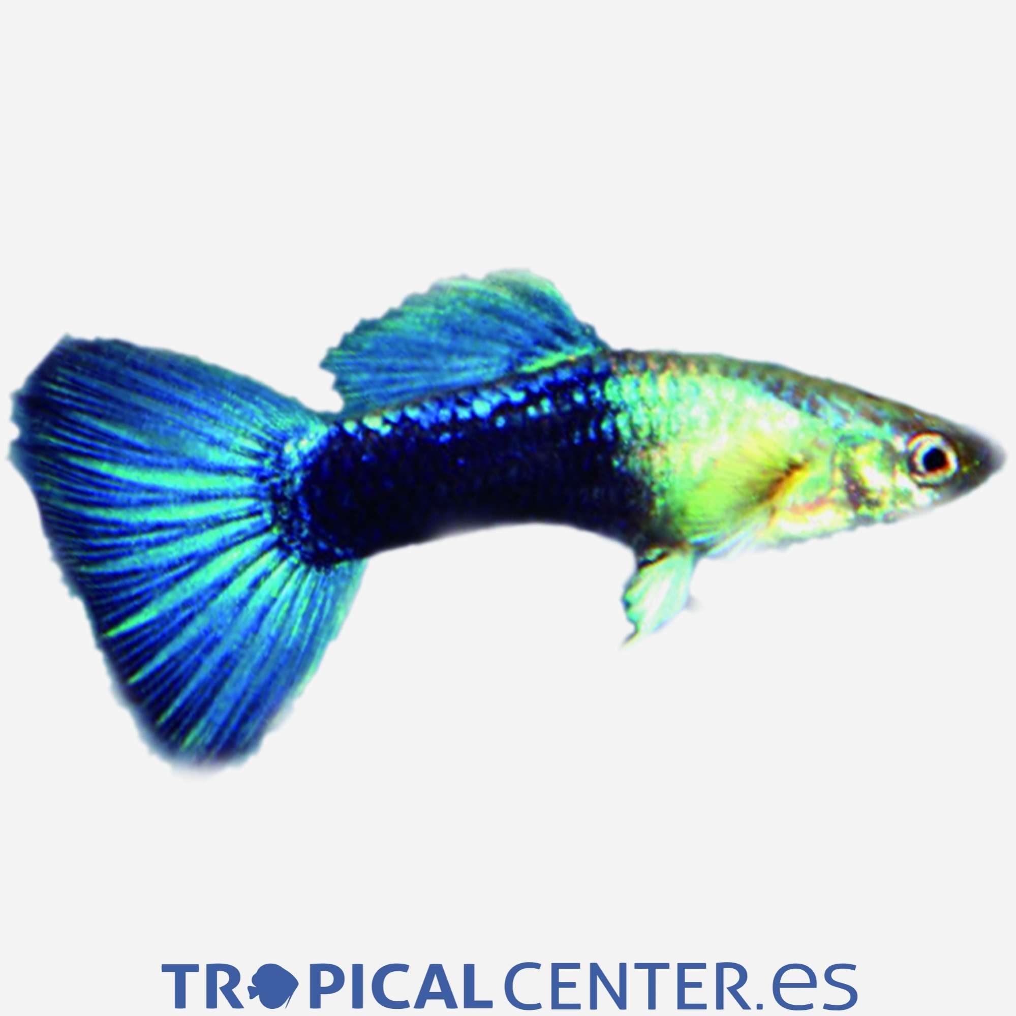 gu182-2-guppy-azul-hqf-macho_general_1652.jpg