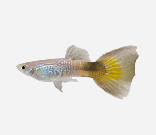 Guppy Cobra azul (macho)