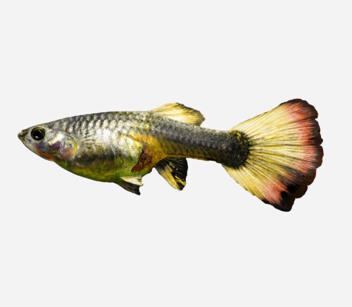 Guppy Amanecer 💎HQF💎 (hembra)