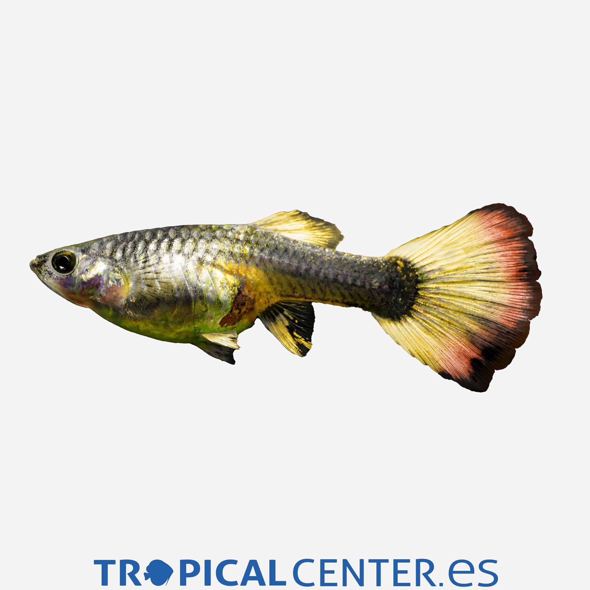 gu221-3-guppy-amanecer-hqf-hembra_general_4968.jpg gu221-3-guppy-amanecer-hqf-hembra_general_4968.jpg