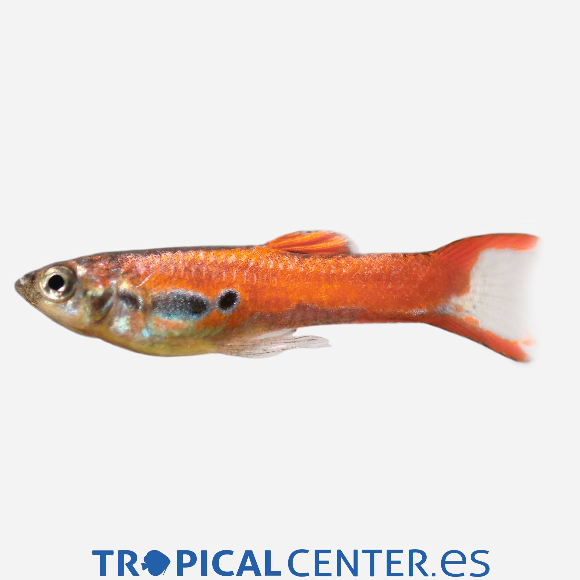 gu322-1-guppy-endler-rojo-macho_general_5512.jpg gu322-1-guppy-endler-rojo-macho_general_5512.jpg