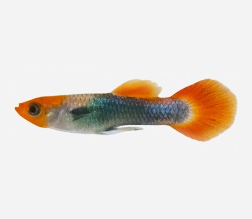 Guppy Boina roja tuxedo (macho)
