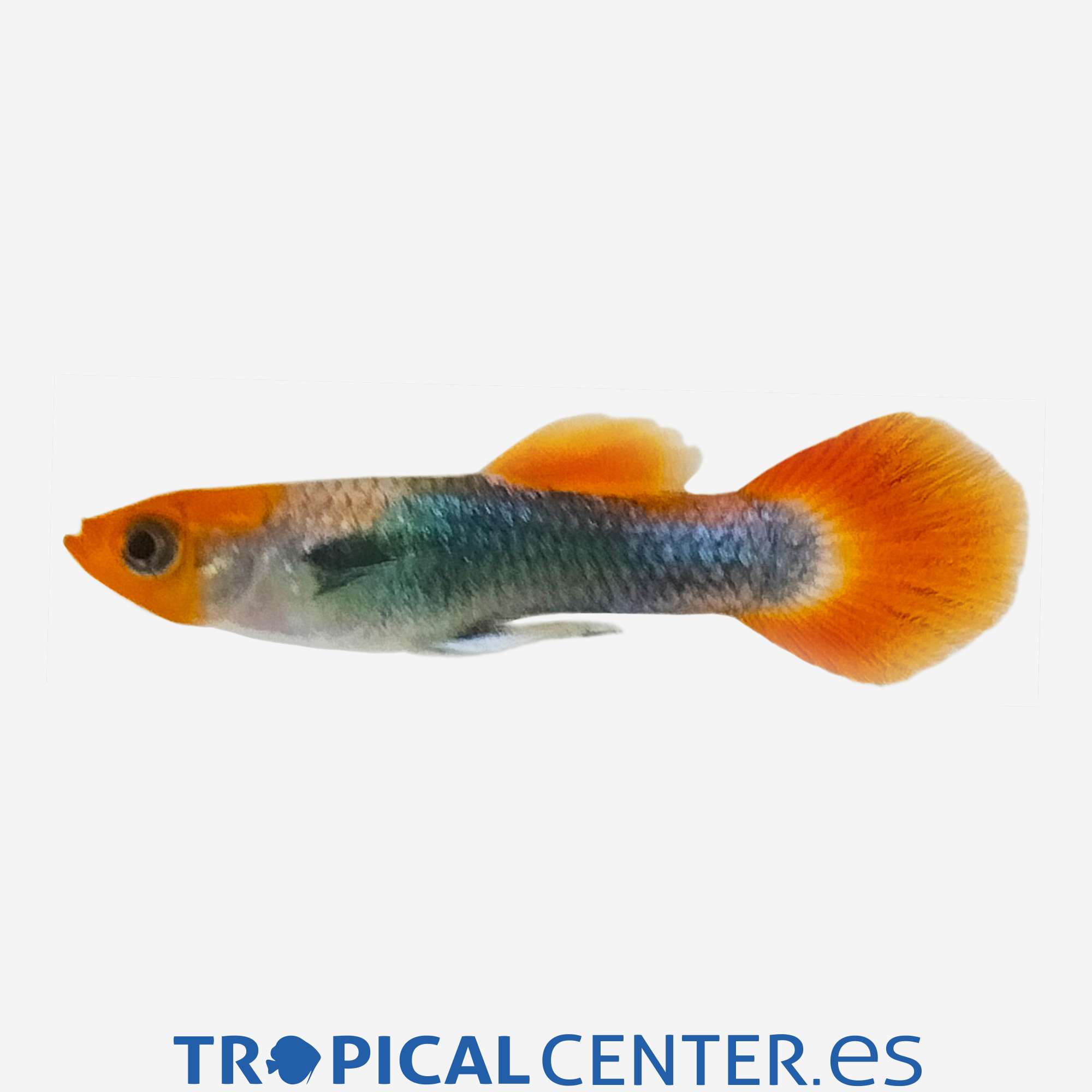 gu348-0-guppy-boina-roja-tuxedo-macho_general_5525.jpg