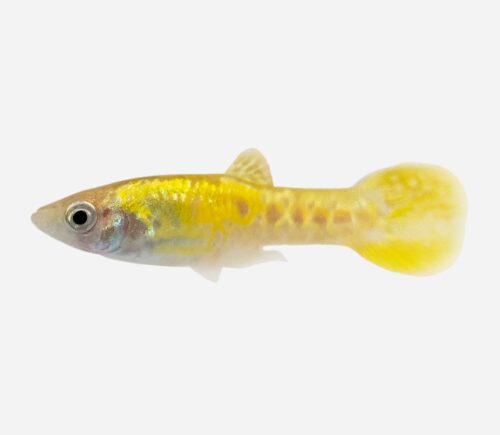 Guppy endler Cobra amarillo (macho)