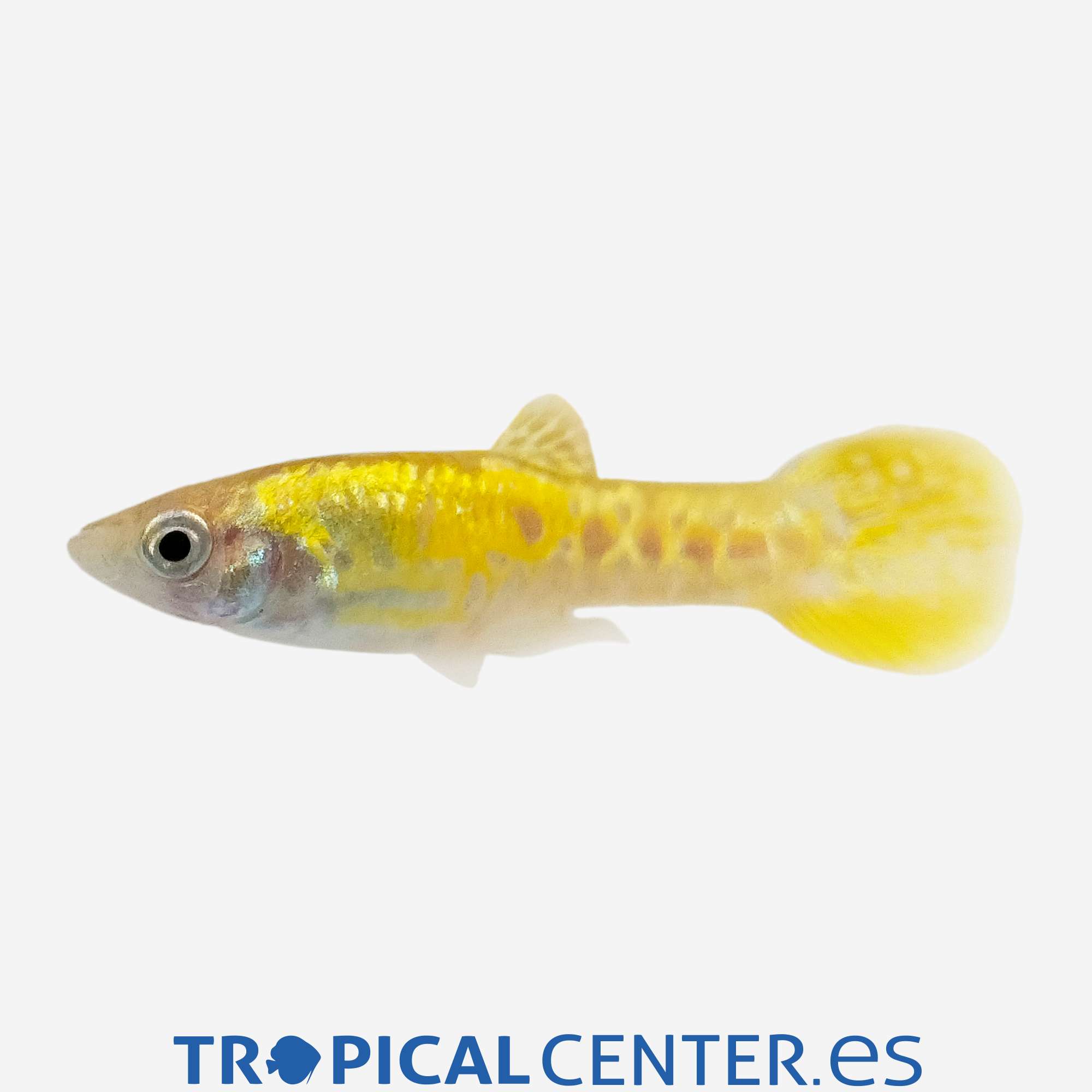 gu349-0-guppy-endler-cobra-amarillo-macho_general_5524.jpg gu349-0-guppy-endler-cobra-amarillo-macho_general_5524.jpg